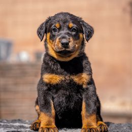 Yellow Girl - Black and rust female Beauceron puppy in Henderson, Nevada from Joie de Vie Beaucerons