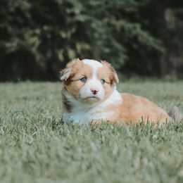 American Corgi and Pembroke Welsh Corgi Puppies from Witch Creek Corgis