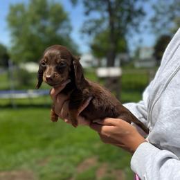 Chocco Girl - Chocolate and tan female Dachshund puppy in Mansfield, Ohio from Ohio House of Frenchies