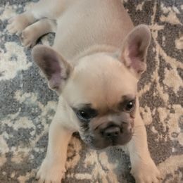 French Bulldogs from Brad's Frenchies