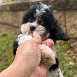 Cleo - Black and white female Cavapoo puppy in Lebanon, Kentucky from Mosaic Merle Doodles
