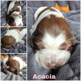 Acacai Liver tippled sable Roan - Liver white and tan female English Springer Spaniel puppy in Waynesburg, Ohio from Rebels Ridgeview Acres