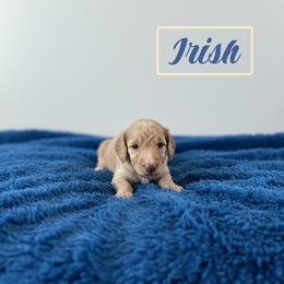 Irish - Cream male Poodle puppy in Ellenburg Center, New York from Kristin's Puppies