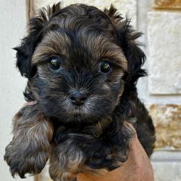 Cookie - Black gold and white male Shihpoo puppy in Millsap, Texas from Gaston’s Posh Poodles and Doodles