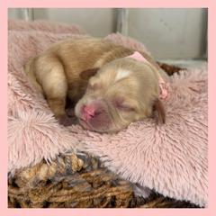 Girl 2 - Ruby female Cavachon puppy in Smoot, Wyoming from Designer Mountain Mutts