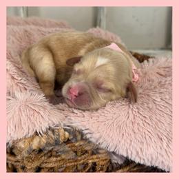 Girl 2 - Ruby female Cavachon puppy in Smoot, Wyoming from Designer Mountain Mutts