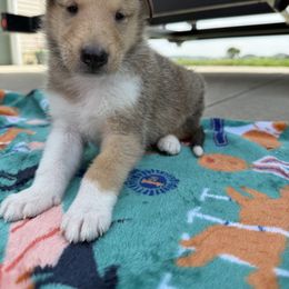 Diesel - Sable and white male Collie puppy in Genoa, Ohio from Pyman Collies