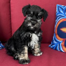 Marsha Male 4 - Black and silver male Miniature Schnauzer puppy in Pageland, South Carolina from New Haven Farms