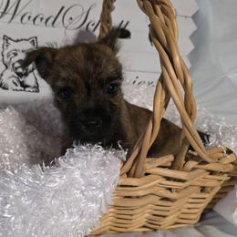 Mr Orange(White) - Red brindle male Cairn Terrier puppy in Savannah, Missouri from WoodSchott Cairn Terriers