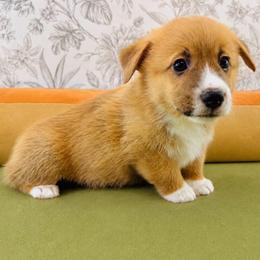 Gus Gus - Red male Pembroke Welsh Corgi puppy in Aumsville, Oregon from West Coast Corgi