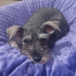 Hazel - Salt and pepper female Miniature Schnauzer puppy in Ogema, Minnesota from Belinda Donley's Miniature Schnauzer