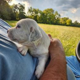 Girl 1 - White female Llewellin Setter puppy in North Dinwiddie, Virginia from Pups Furever