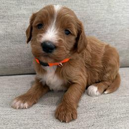 Orange collar - Red  female Goldendoodle puppy in Ridgewood, New Jersey from Jessie’s Doodles