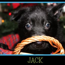 German Shepherd Puppies from Black Beauty Shepherds