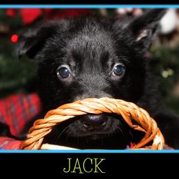 German Shepherd Puppies from Black Beauty Shepherds