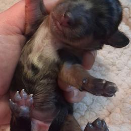 Stella Grace - Dapple female Dachshund puppy in Statesville, North Carolina from Dannie's Doxies