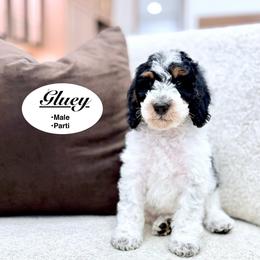 Gluey - Black and white male Bernedoodle puppy in Jackson, Mississippi from T.M. Poodles & Doodles
