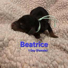 Beatrice - Black female Labradoodle puppy in Genoa City, Wisconsin from Sakura Pups
