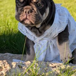 Aberdeen Angus - Tricolors female French Bulldog puppy in Fort Atkinson, Wisconsin from Bishop Bullyz