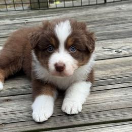 Hera - Red tri-color female Australian Shepherd puppy in Jacksonville, Florida from Solace Australian Shepherds