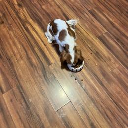 Cavalier King Charles Spaniel Puppies from SHANNON'S CAVALIERS