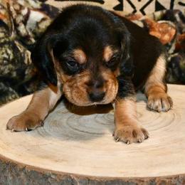 Gimli - Black and tan male Beagle puppy in Viper, Kentucky from Mountain Top