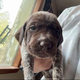 Orange - Liver and white female German Shorthaired Pointer puppy in Whitelaw, Wisconsin from French Creek GSPs