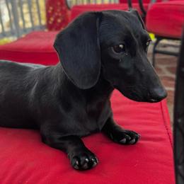Laya - Dachshund