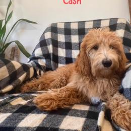 Cash - Apricot male Goldendoodle puppy in Glendale, Arizona from Follow Your Bliss Doodles