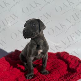 Uno - Blue female Great Dane puppy in Elkton, Kentucky from Oak View Danes