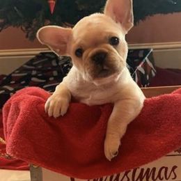 French Bulldogs from Julie's Frenchies