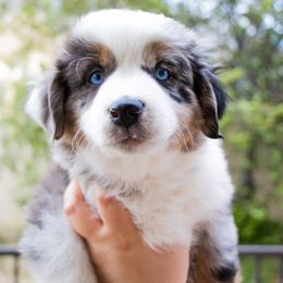 Miniature Australian Shepherd Puppies from Bishop Aussies