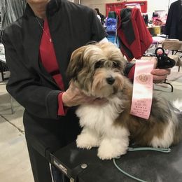 Havanese Puppies from Heartfelt Havanese