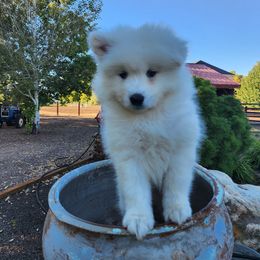 Samoyed Puppies from Carriage Court Kennels