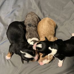 Bernedoodle and French Bulldog Puppies from Bernied00dle Love & Fr3nchi3 Love