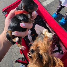 Boy 1 - Black and gold male Yorkshire Terrier puppy in San Diego, California from Rubiez Yorkiez