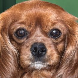 Biewer Terriers, Cavalier King Charles Spaniels, Cavatzus, and Shih Tzus from Rocky Oak Cavaliers & Biewer Terriers LLC