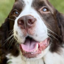Kobe - English Springer Spaniel