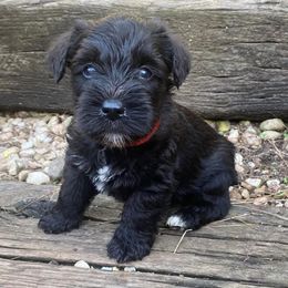 Miniature Schnauzer Puppies from Beyond Blessed Pawz