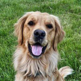 Golden Retrievers from RB Goldens