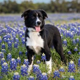 Rocket - Miniature Australian Shepherd