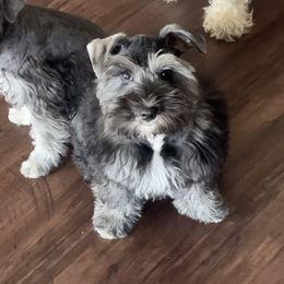 Miniature Schnauzer puppies from Sugarbaby Kennel