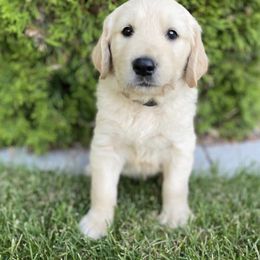 Golden Retriever Puppies from Castle Country Companions