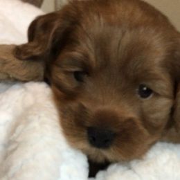Australian Labradoodle Puppies from Gabby Jack Ranch