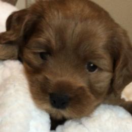 Australian Labradoodle Puppies from Gabby Jack Ranch