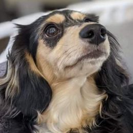 Kazi - Dachshund