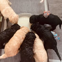 Goldendoodle Puppies from Cruella’s Doodles