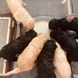 Goldendoodle Puppies from Cruella’s Doodles