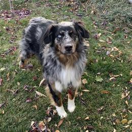 Australian Shepherd All Grown Up from Delaney's Australian Shepherds