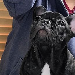Tokyo - Brindle French Bulldog puppy in Las Vegas, Nevada from Aloha Paradise Kennel
